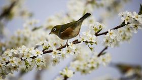 Urări de Mărțișor! Mesaje speciale pentru toți cei dragi pe care să le trimiți la început de primăvară